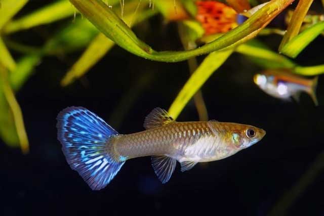 Cá bảy màu - cá cảnh nhỏ đẹp nhất - kythuatcanhtac.com
