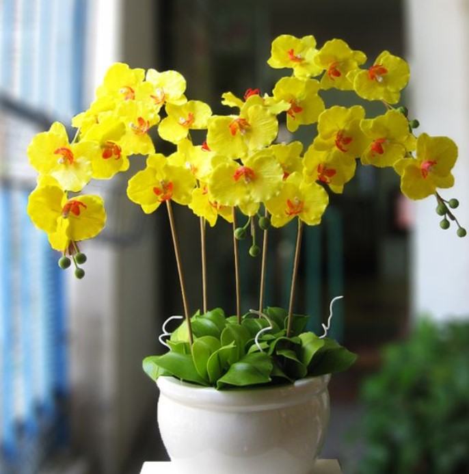 Hoa lan màu vàng - Những ý nghĩa của hoa lan màu vàng có thể bạn chưa biết 16 - kythuatcanhtac.com