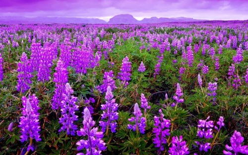 ảnh hoa lavender làm hình nền máy tính đẹp - kythuatcanhtac.com