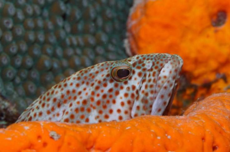 Những thông tin cơ bản liên quan đến cá mú có thể bạn chưa biết? 16 - kythuatcanhtac.com