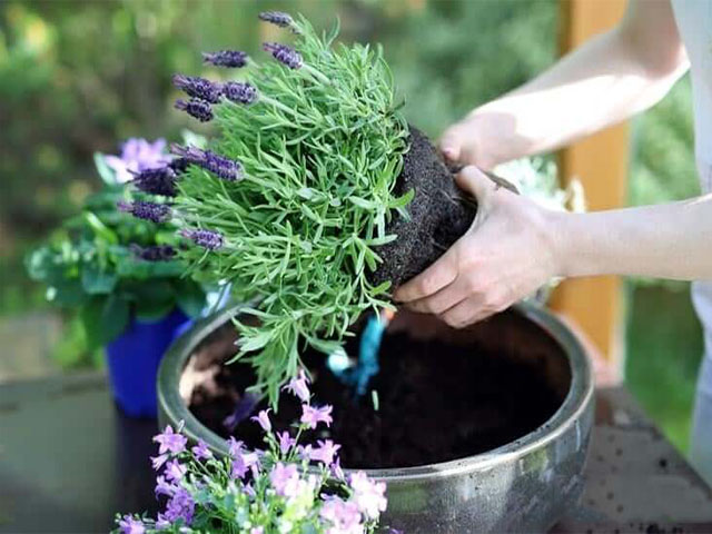 Cách trồng hoa oải hương tại nhà - kythuatcanhtac.com