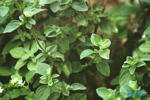 15 loại cây thực vật giúp xua đuổi côn trùng hiệu quả - kythuatcanhtac.com
