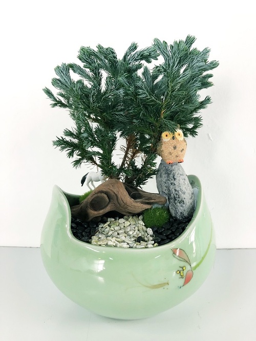 10 Cây cảnh bonsai đẹp nhất và cách chăm sóc cây bonsai đúng kỹ thuật - 7 - kythuatcanhtac.com