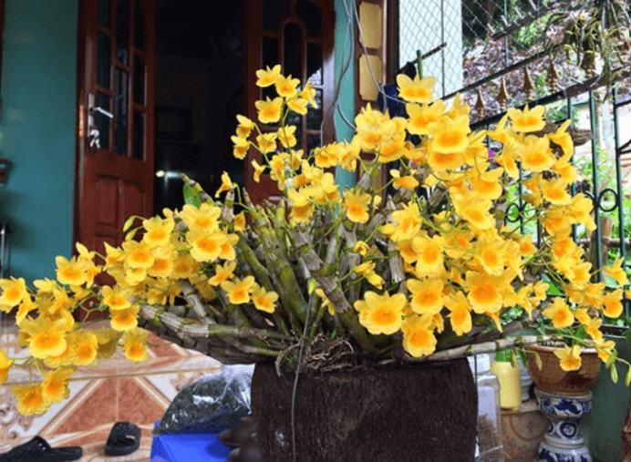 Hoa lan kim điệp xuân - Loài hoa mang đến sắc hương rực rỡ cho ngày tết 17 - kythuatcanhtac.com