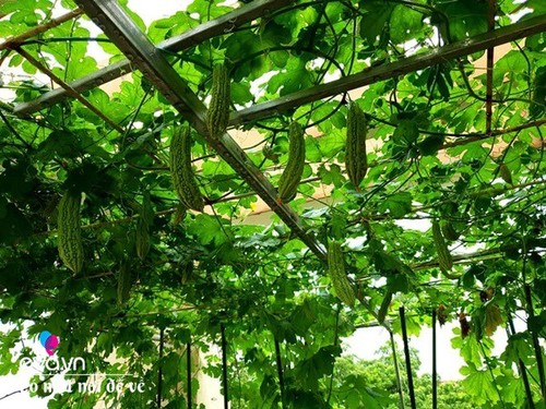 Mẹ Hưng Yên cẩu đất lên sân thượng trồng cà chua, vài tháng sau được cả vườn sai lúc lỉu - 7 - kythuatcanhtac.com