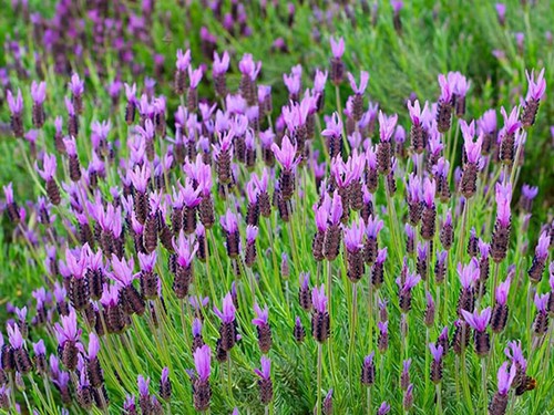 Cách trồng hoa lavender - kythuatcanhtac.com