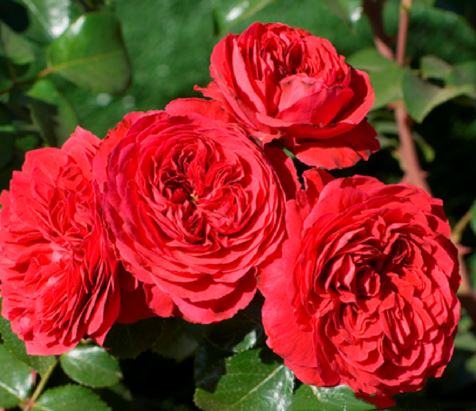 Hoa hồng leo Nhập Ngoại Monalisa Rose 6 - kythuatcanhtac.com