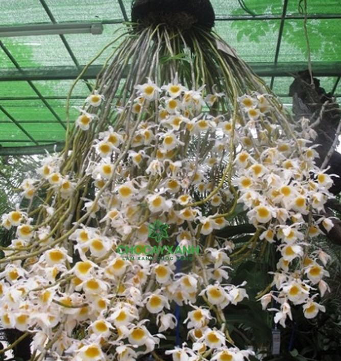 Hoa lan ngọc thạch - Những thông tin cần biết liên quan đến hoa lan ngọc thạch 11 - kythuatcanhtac.com
