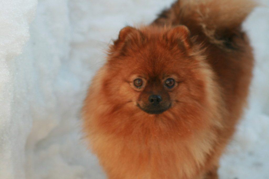 Chú chó Phốc sóc dễ thương đứng trên nền tuyết trắng - kythuatcanhtac.com