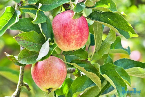 9 loại cây ăn quả tốt nhất để trồng trong vườn của bạn - kythuatcanhtac.com
