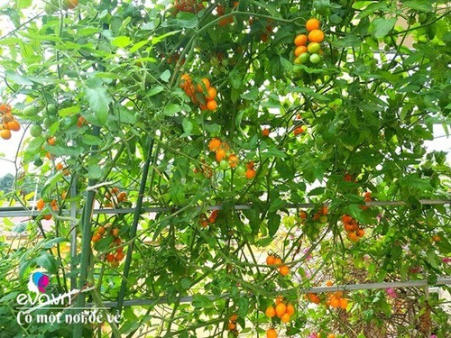 Mẹ Hưng Yên cẩu đất lên sân thượng trồng cà chua, vài tháng sau được cả vườn sai lúc lỉu - 16 - kythuatcanhtac.com