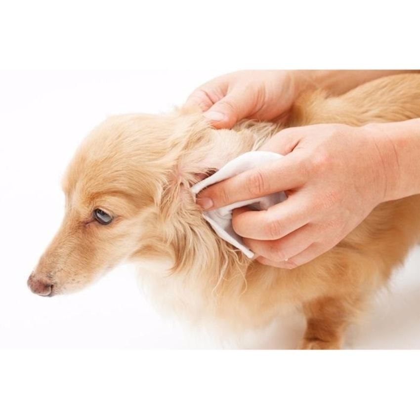 Chó bị viêm tai: biểu hiện, cách điều trị, phòng tránh 6 - kythuatcanhtac.com
