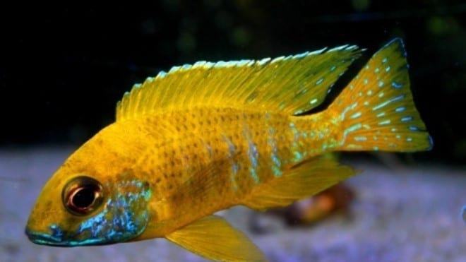 Cá ali vàng, hoàng tử phi - kỹ thuật nuôi cá ali vàng đúng cách 5 - kythuatcanhtac.com