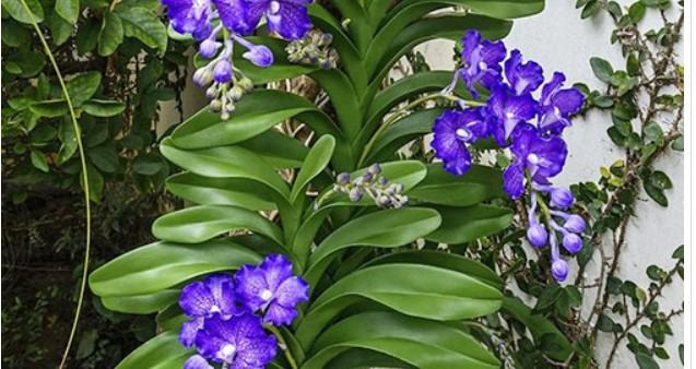 Hoa lan Vanda - Nguồn gốc, đặc điểm, cách trồng và chăm sóc hoa lan vanda 17 - kythuatcanhtac.com