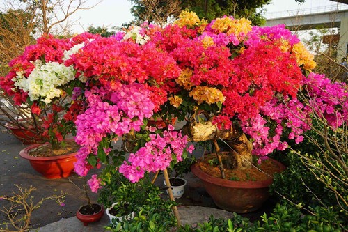 Những loại hoa Tết người Sài Gòn thường mua để mang lại tài lộc, may mắn cả năm - 8 - kythuatcanhtac.com