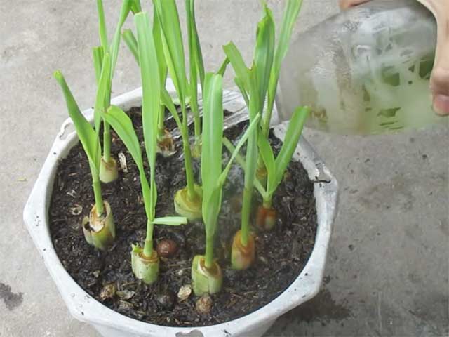 Cách trồng sả trong thùng xốp - kythuatcanhtac.com
