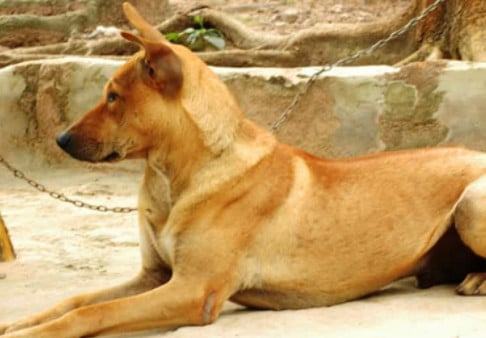 Chó Cỏ - Hướng dẫn cách nuôi và chăm sóc chó Cỏ từ A-Z 10 - kythuatcanhtac.com