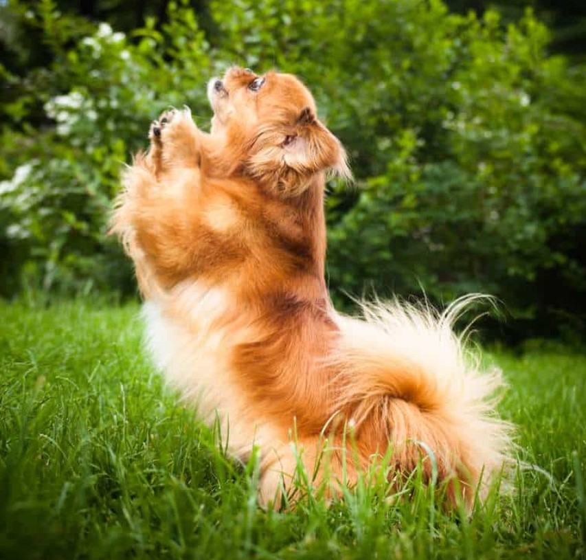 Chó bắc kinh - Nguồn gốc, đặc điểm, cách chăm sóc chó bắc kinh 13 - kythuatcanhtac.com