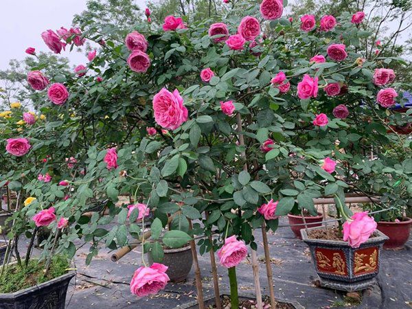 Cách trồng hoa hồng cổ Sapa cho hoa nở căng to như bát cơm, rực rỡ góc vườn - 1 - kythuatcanhtac.com