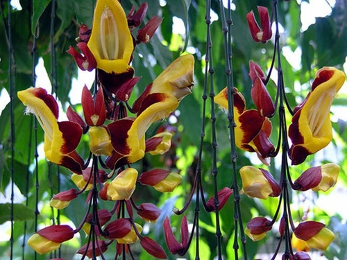 Cây hoa móng cọp có ý nghĩa gì và cách trồng, chăm sóc tốt nhất - 5 - kythuatcanhtac.com