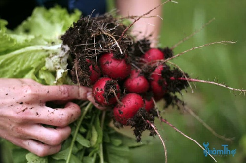 Củ cải đỏ có thể gieo trồng vào tháng 7 - kythuatcanhtac.com