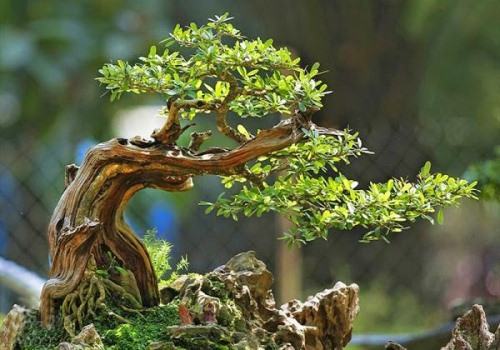 Cây bonsai dáng huyền – Dáng bonsai nghệ thuật được ưa chuộng 6 - kythuatcanhtac.com