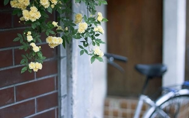 Loại hoa hồng này thích hợp trồng ban công nhất, một bông có thể tỏa hương khắp nhà - 1 - kythuatcanhtac.com