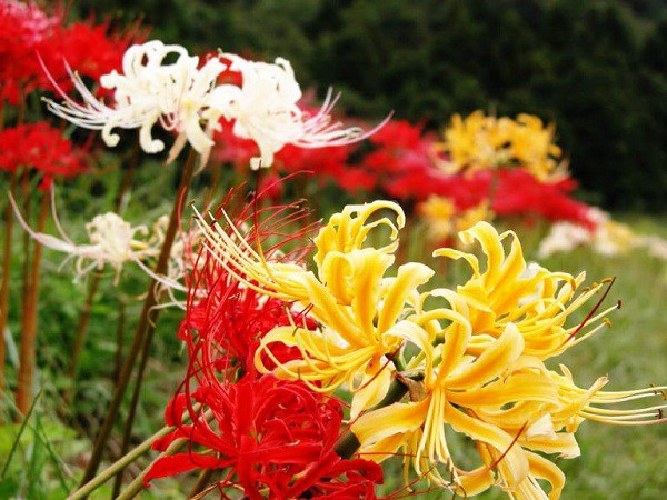 Ý nghĩa hoa Bỉ Ngạn, công dụng và cách trồng giúp hoa nở đẹp - 5 - kythuatcanhtac.com