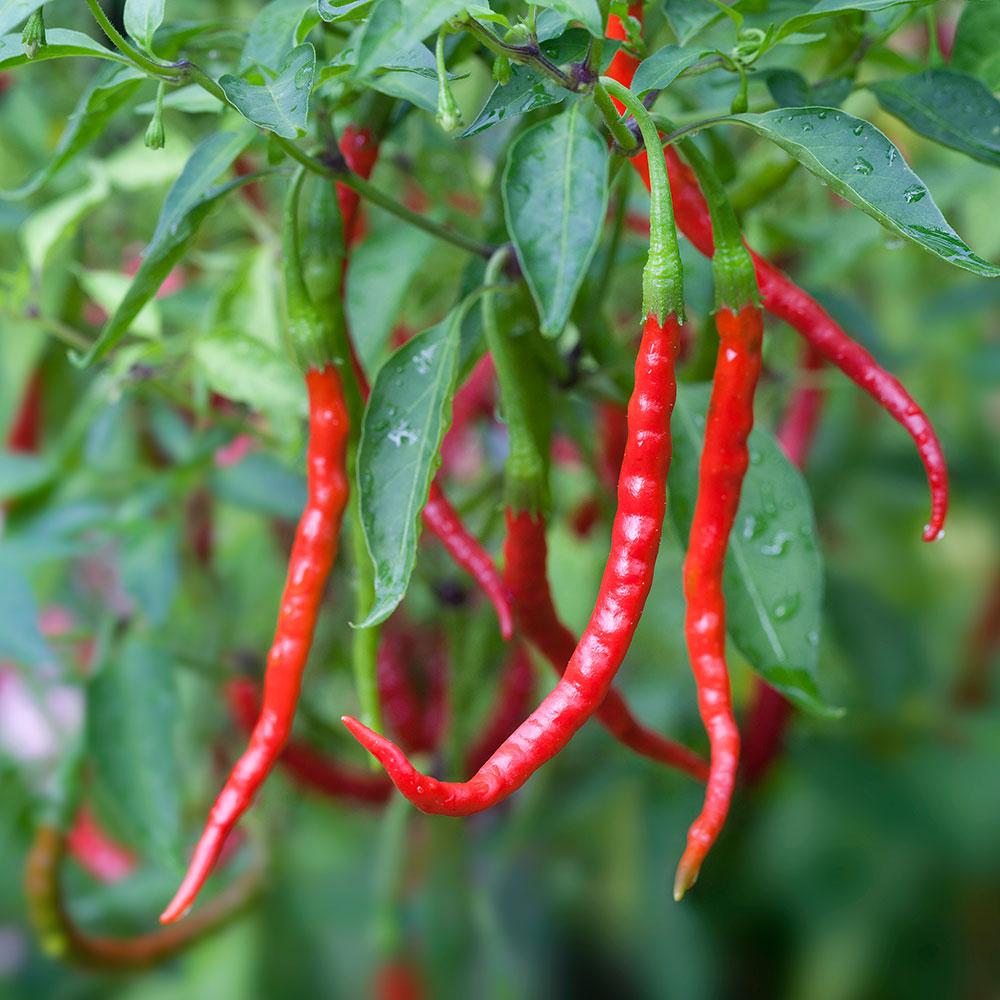 Cách trồng ớt đậu đũa giúp điều chỉnh mỡ máu - kythuatcanhtac.com