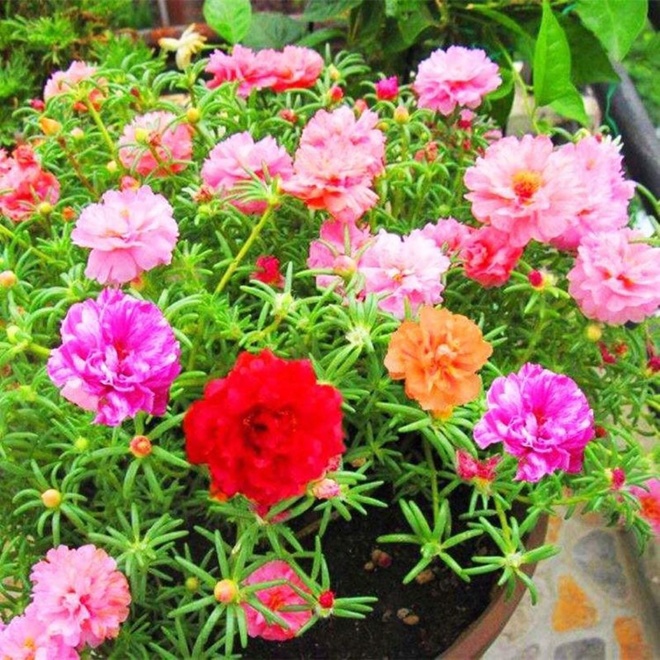 3 loại hoa mùa hè cắm cành vào chậu cũng sống, lười tưới nước một chút là nở đầy nhà - 4 - kythuatcanhtac.com