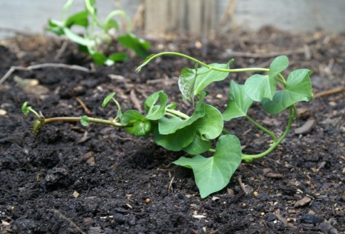 Học cách tự trồng rau lang tại nhà giải nhiệt ngày hè - kythuatcanhtac.com