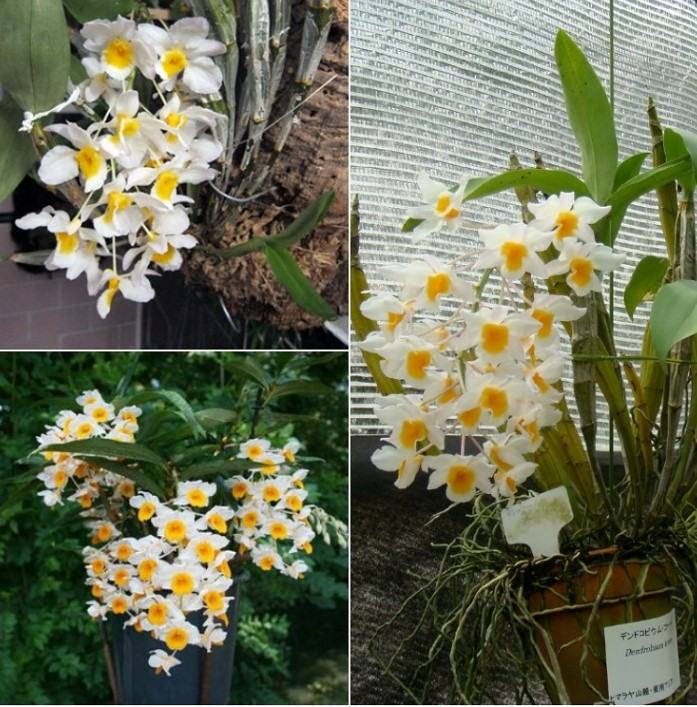 Hoa lan kiều- Cách trồng và chăm sóc hoa lan kiều đạt hiệu quả cao 25 - kythuatcanhtac.com