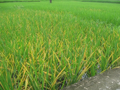 Quan sát từ xa ngỡ ruộng lúa bị vàng lá chín sớm nhưng thực ra bị bệnh vàng lá chín sớm - kythuatcanhtac.com