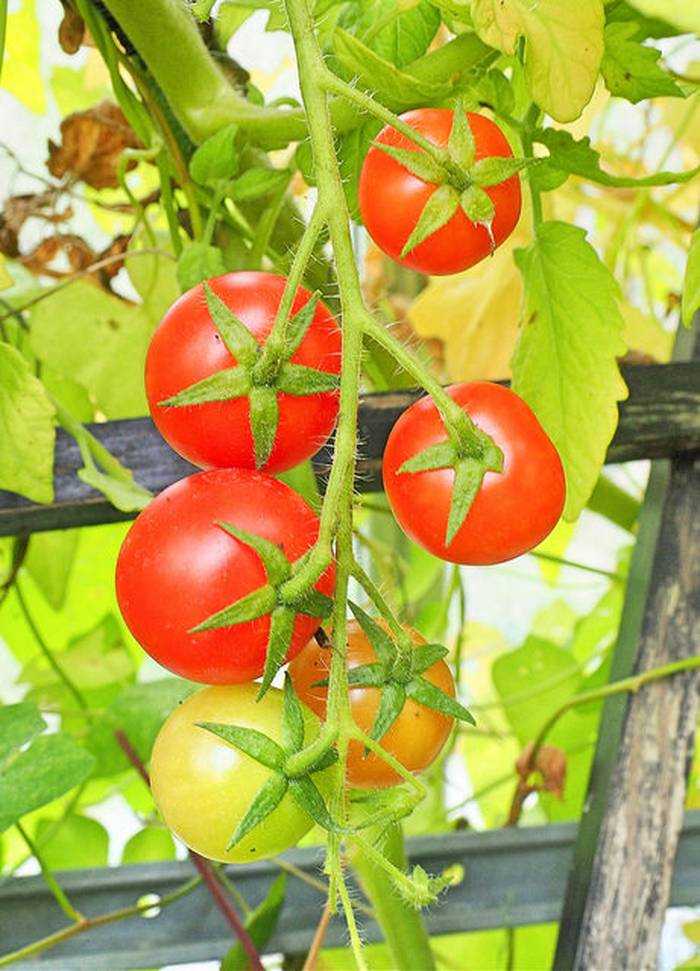 Bật mí cách trồng cà chua leo giàn - kythuatcanhtac.com
