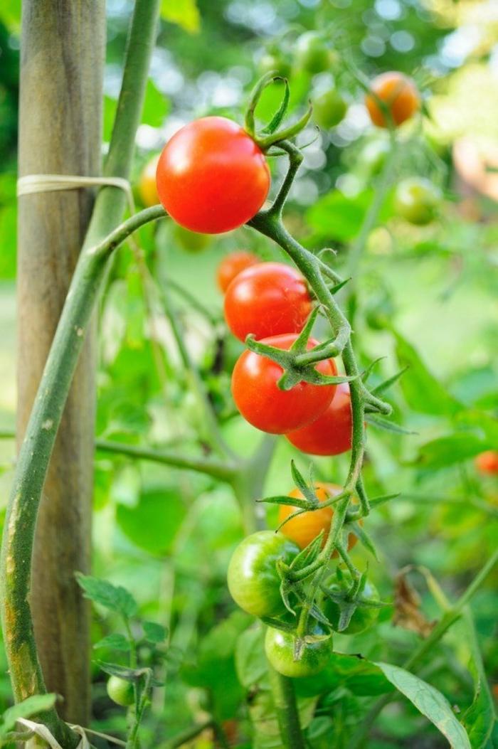 Bật mí cách trồng cà chua leo giàn - kythuatcanhtac.com