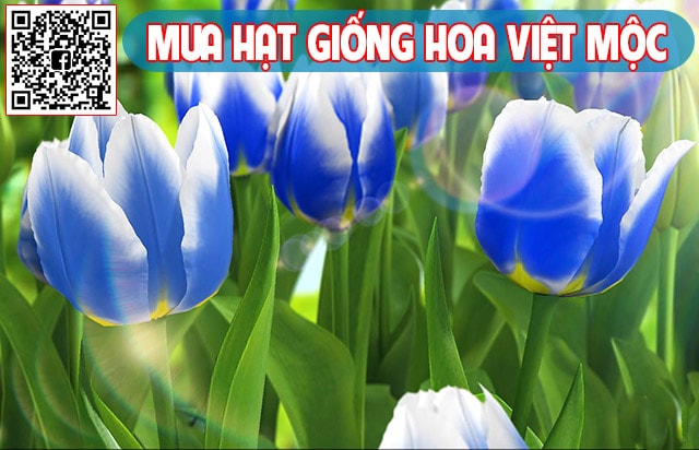 Cách trồng hoa tulip từ củ - kythuatcanhtac.com