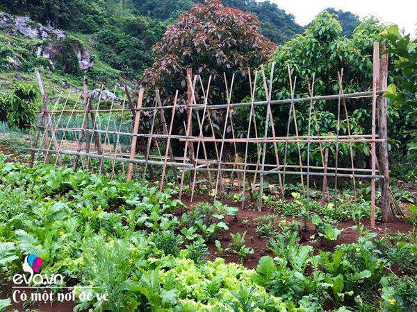“Bỏ phố lên rừng”, vợ chồng 8X đến Mộc Châu dựng nhà sàn, trồng lúa nương trong vườn 5000m² - 17 - kythuatcanhtac.com