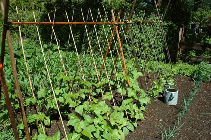 Bí quyết trồng đậu cô ve đơn giản tại nhà - kythuatcanhtac.com