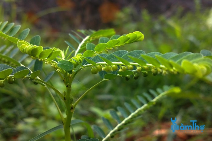 Cách trồng cây diệp hạ châu làm dược liệu - kythuatcanhtac.com