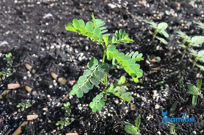 Cách trồng cây diệp hạ châu làm dược liệu - kythuatcanhtac.com