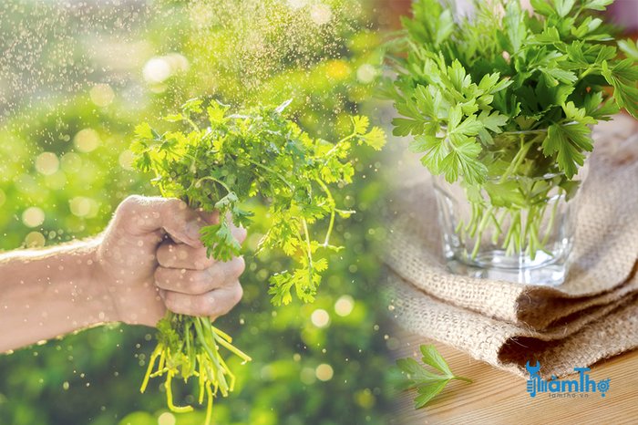 Phương pháp giâm cành trồng rau mùi - kythuatcanhtac.com