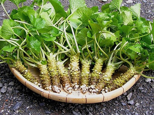 Cách trồng wasabi - kythuatcanhtac.com