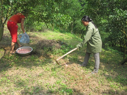 Cuốc rãnh kết hợp xới xáo đất để bón phân cho cây hồng - kythuatcanhtac.com