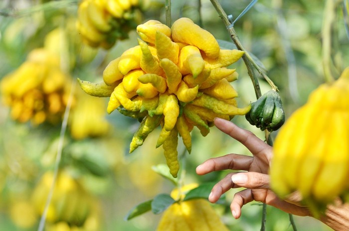 Chăm sóc cây phật thủ cảnh ra hoa đậu quả đúng Tết - kythuatcanhtac.com
