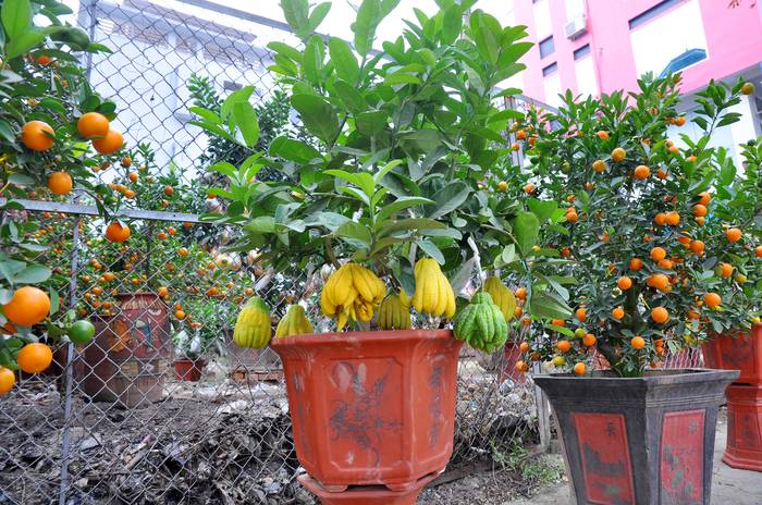Chăm sóc cây phật thủ cảnh ra hoa đậu quả đúng Tết - kythuatcanhtac.com