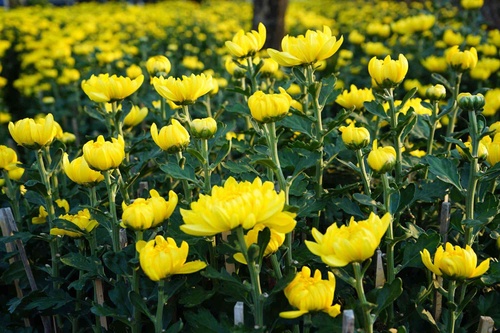 Những loại hoa Tết người Sài Gòn thường mua để mang lại tài lộc, may mắn cả năm - 12 - kythuatcanhtac.com