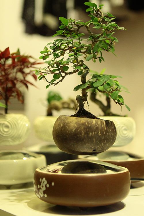 Cách làm bonsai bay - kythuatcanhtac.com