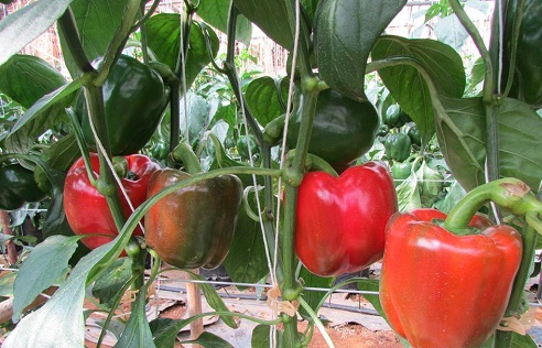 Kỹ thuật trồng và chăm sóc cây ớt ngọt cho năng suất cao - kythuatcanhtac.com