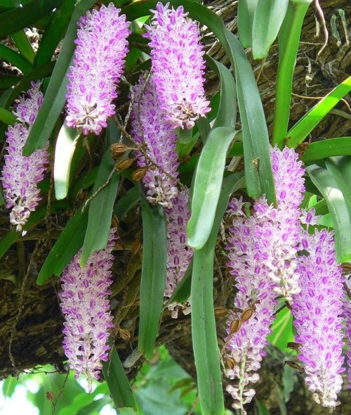 Hoa lan đuôi chuồn - Nguồn gốc, đặc điểm, cách trồng và chăm sóc hoa lan đuôi chuồn 18 - kythuatcanhtac.com