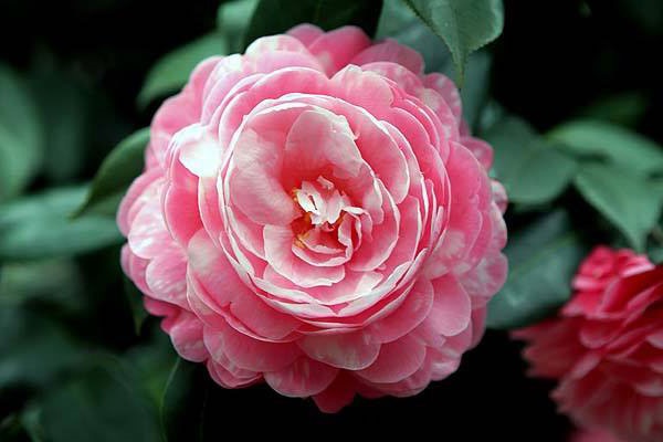 Hoa Trà: Hình ảnh, ý nghĩa, cách trồng và chăm sóc giúp hoa nở đẹp - 5 - kythuatcanhtac.com